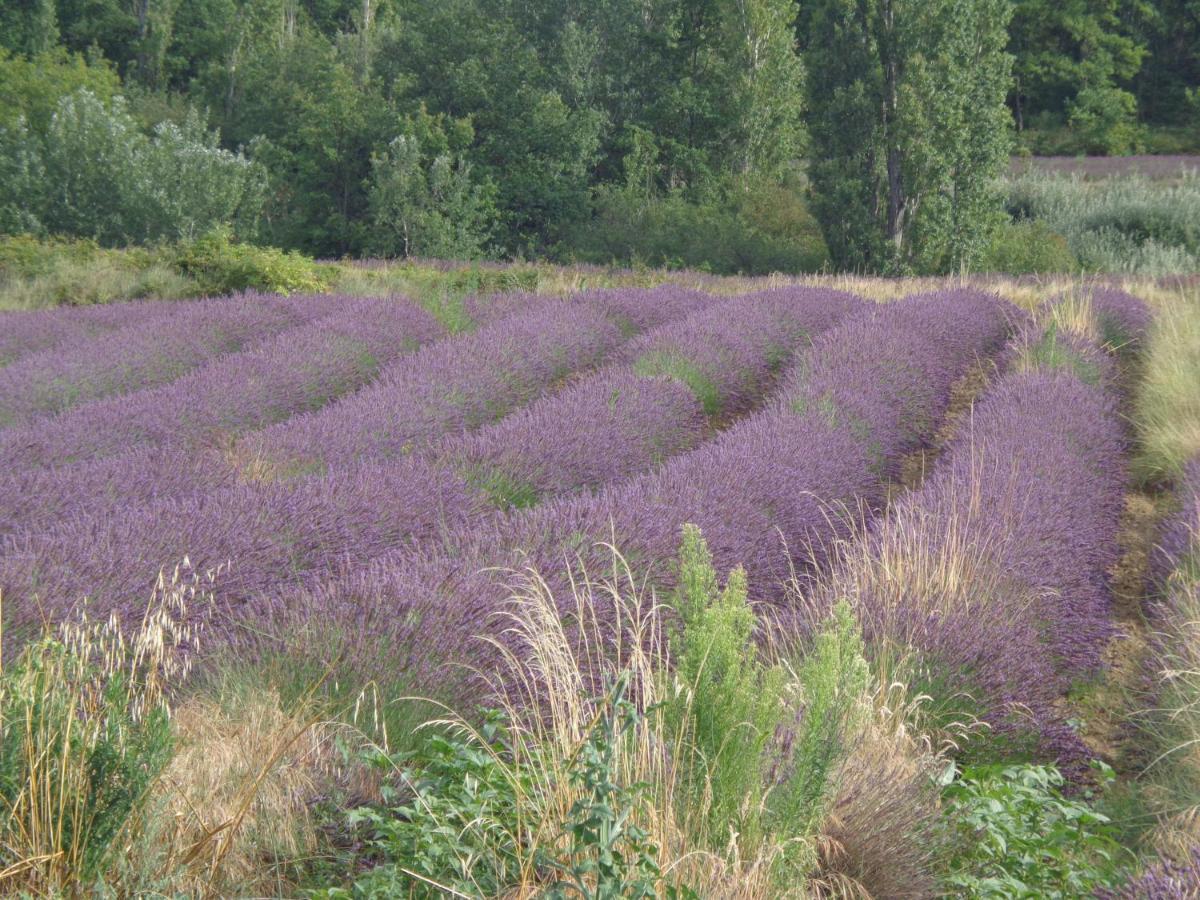 مبيت وإفطار Piolenc Santolines En Provence المظهر الخارجي الصورة